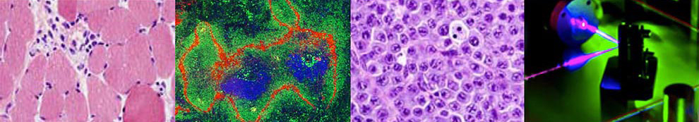 A collage of microscope scans