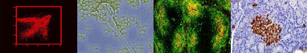 A collage of microscope scans
