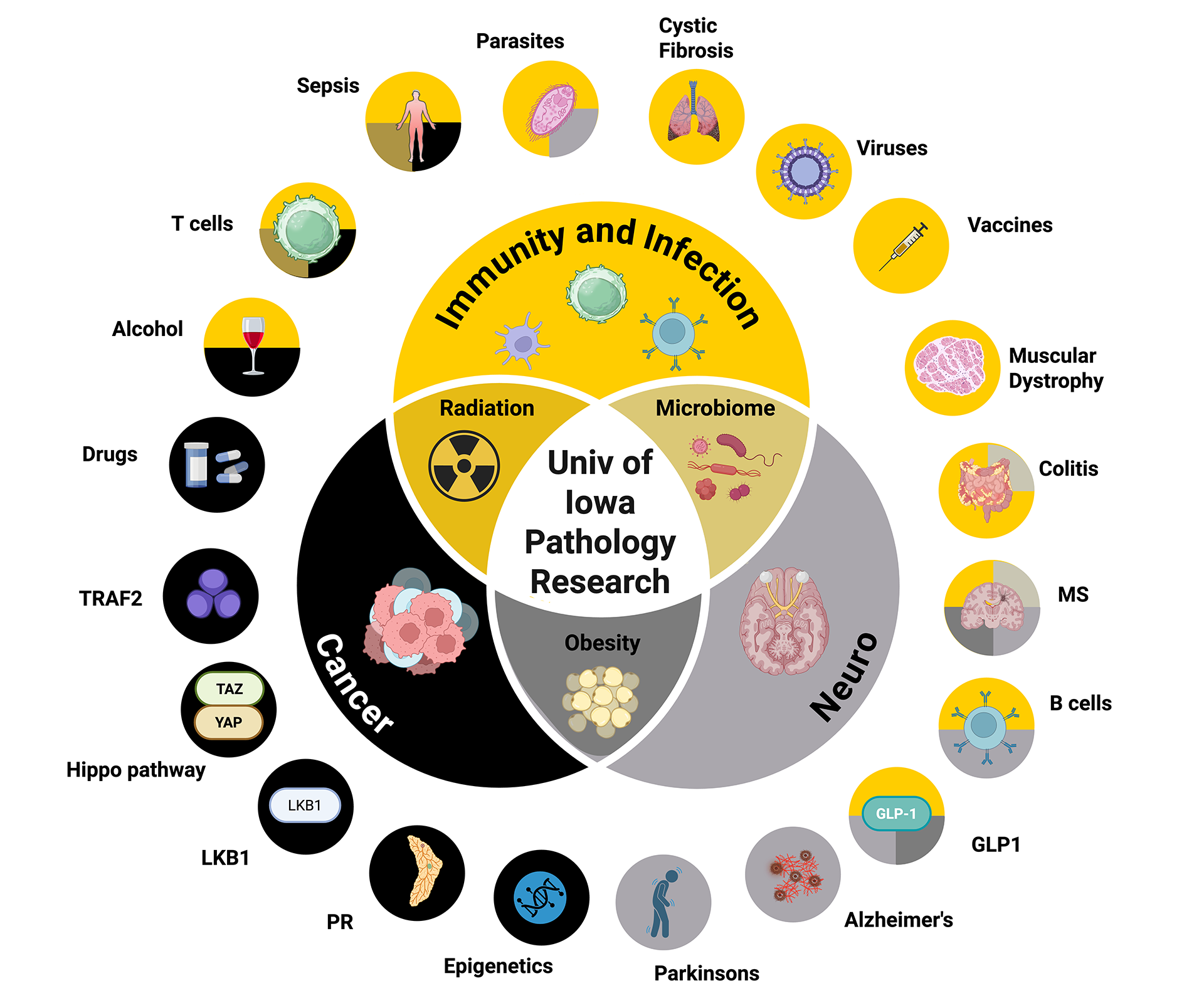 A diagram showing the overlapping research fields in the UI Department of Pathology