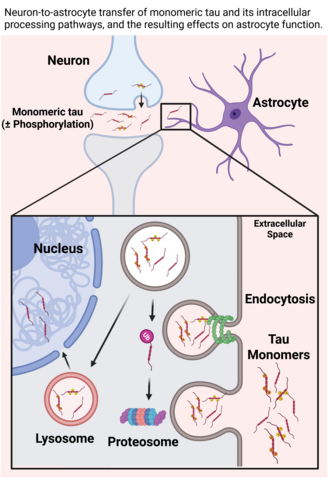 Neuron-to-astrocyte transfer of monomeric tau and its intracellular processing pathways, and the resulting effects on astrocyte function.