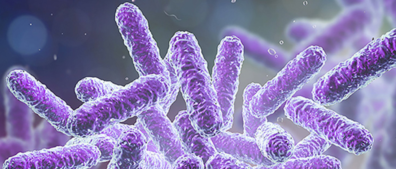 Bacteria