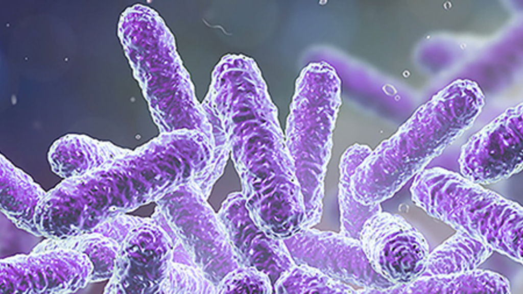 Bacteria